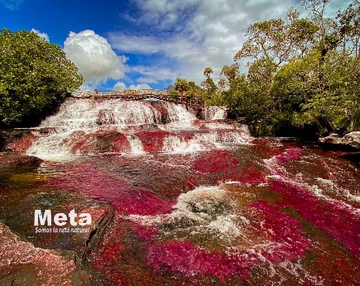 Cano cristales1
